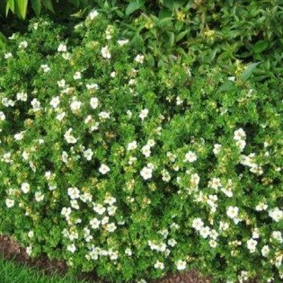 Pięciornik krzewiasty Tilford Cream Potentilla fruticosa 2