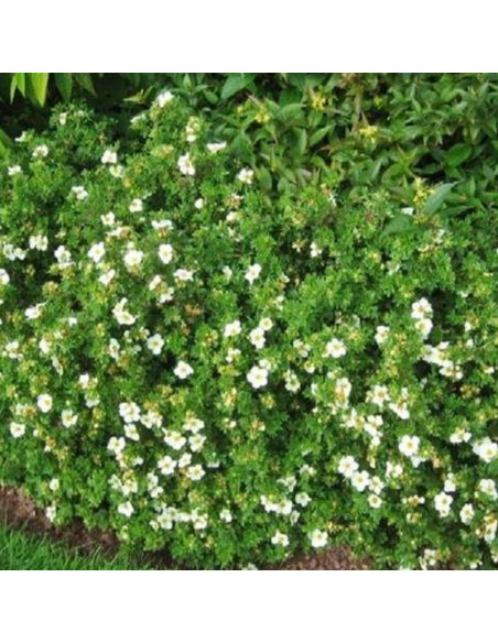 Tilford Cream Potentilla fruticosa Pięciornik krzewiasty