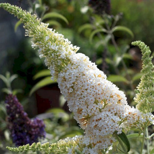 Budleja Dawida White Ball Buddleja davidii