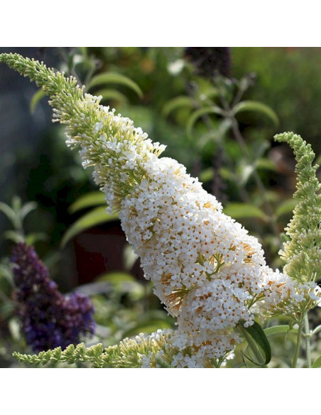 Budleja Dawida White Ball Buddleja davidii