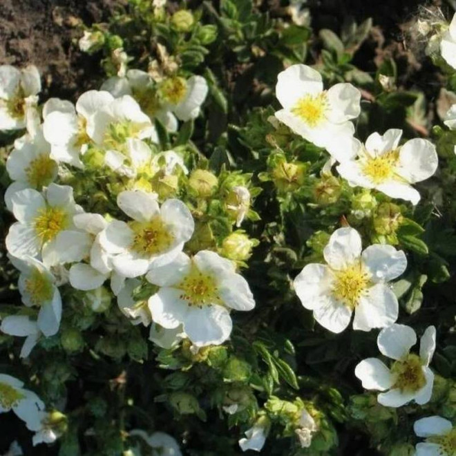 Potentilla fruticosa Pięciornik krzewiasty Tilford Cream