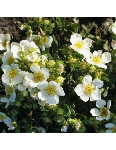 Potentilla fruticosa Pięciornik krzewiasty Tilford Cream