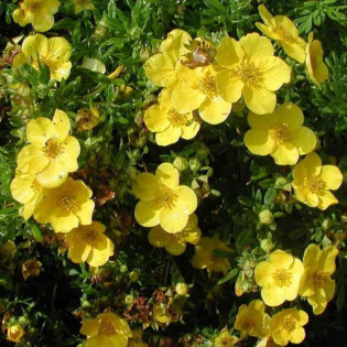 Goldstar Potentilla fruticosa Pięciornik krzewiasty