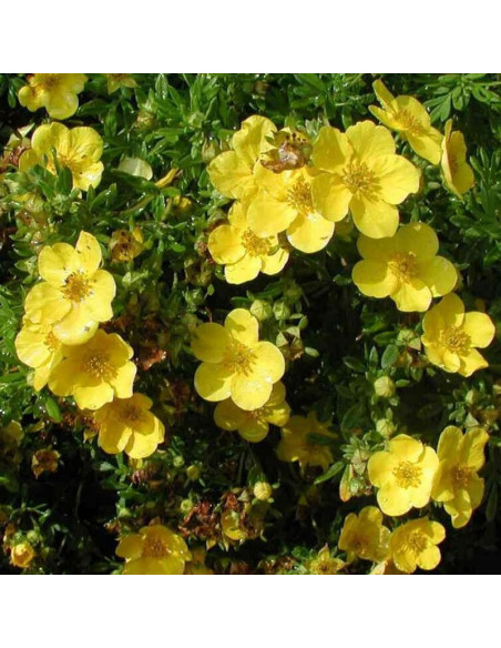 Goldstar Potentilla fruticosa Pięciornik krzewiasty