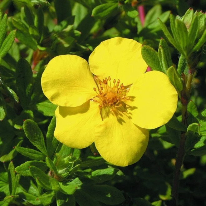 Potentilla fruticosa Pięciornik krzewiasty Goldstar