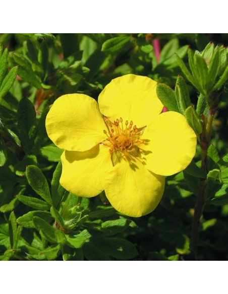 Potentilla fruticosa Pięciornik krzewiasty Goldstar
