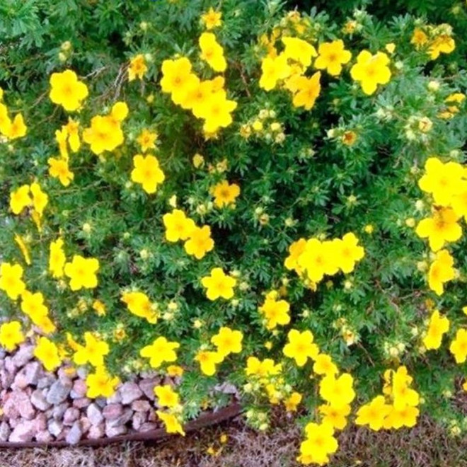 Goldstar Pięciornik krzewiasty Potentilla fruticosa