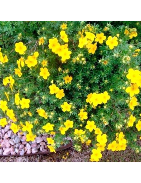 Goldstar Pięciornik krzewiasty Potentilla fruticosa