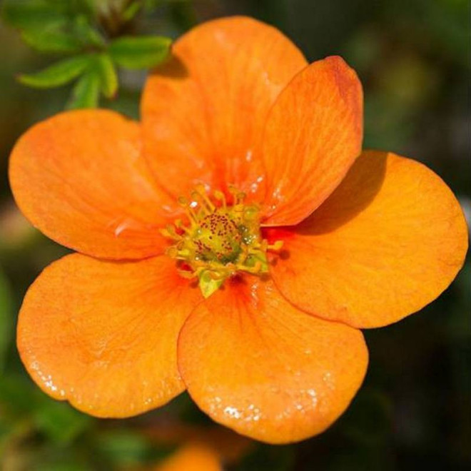 Tangerine Potentilla fruticosa Pięciornik krzewiasty