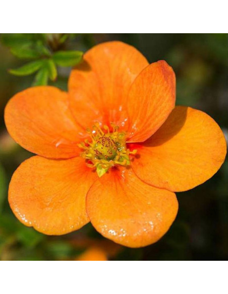 Tangerine Potentilla fruticosa Pięciornik krzewiasty