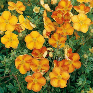 Pięciornik krzewiasty Tangerine Potentilla fruticosa