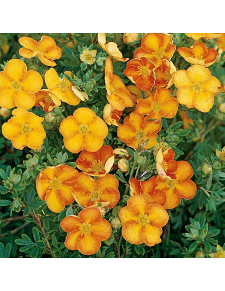 Pięciornik krzewiasty Tangerine Potentilla fruticosa