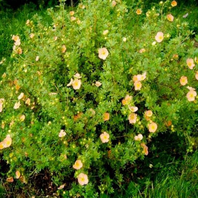 Pięciornik krzewiasty Potentilla fruticosa Tangerine