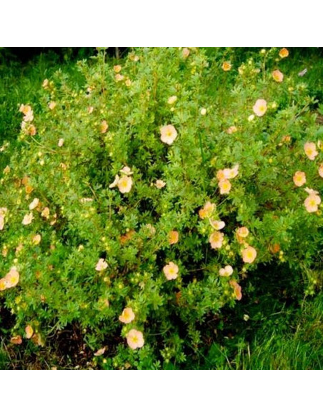 Pięciornik krzewiasty Potentilla fruticosa Tangerine
