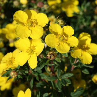 Sommerflor Potentilla fruticosa Pięciornik krzewiasty