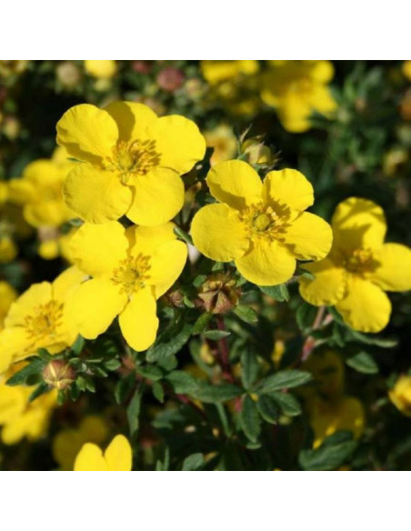 Sommerflor Potentilla fruticosa Pięciornik krzewiasty