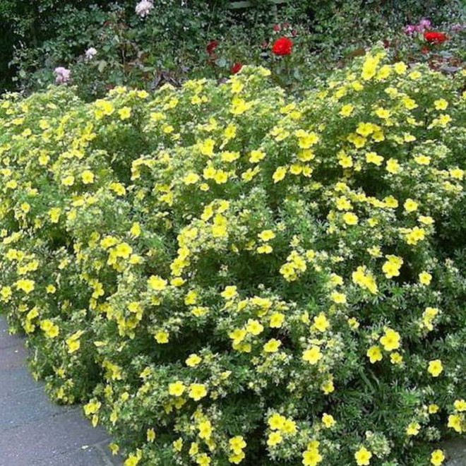 Pięciornik krzewiasty Sommerflor Potentilla fruticosa