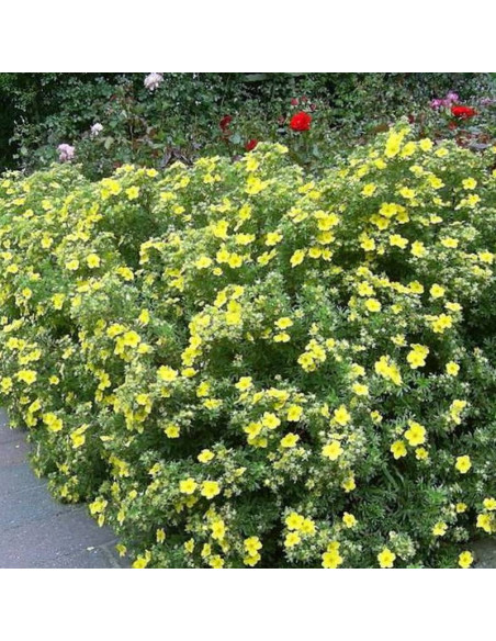 Pięciornik krzewiasty Sommerflor Potentilla fruticosa