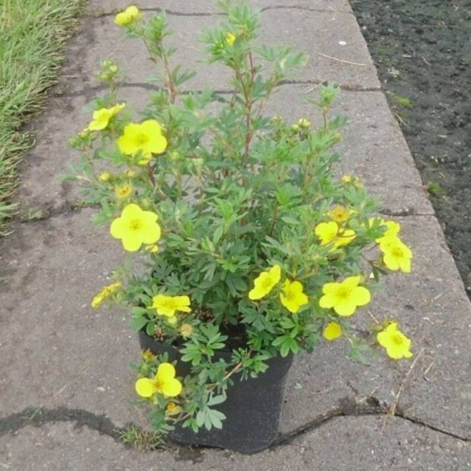 Potentilla fruticosa Pięciornik krzewiasty Sommerflor