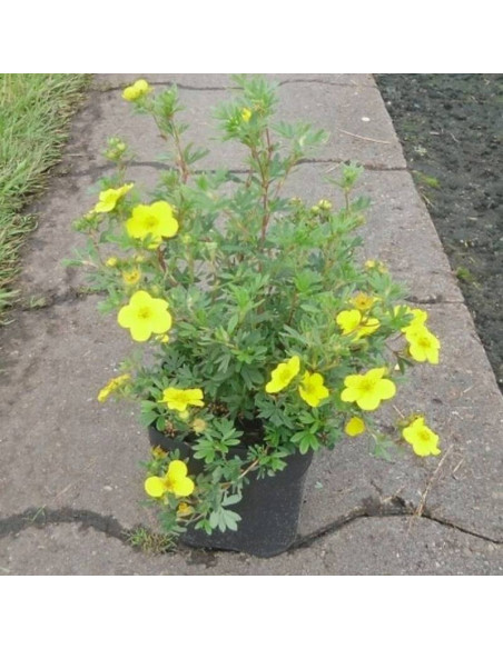 Potentilla fruticosa Pięciornik krzewiasty Sommerflor