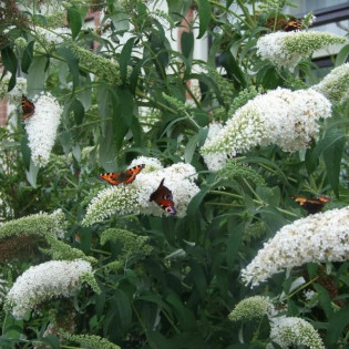 Budleja Dawida White Ball Buddleja davidii 2