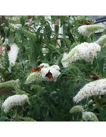 Buddleja davidii Budleja Dawida White Ball