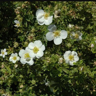 Pięciornik krzewiasty Snowbird Potentilla fruticosa