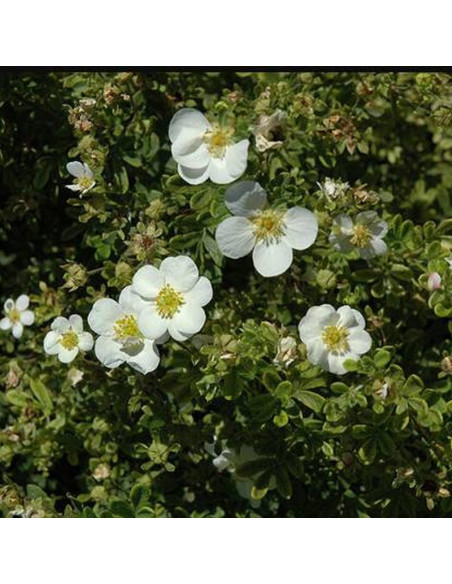 Pięciornik krzewiasty Snowbird Potentilla fruticosa