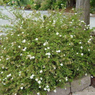 Pięciornik krzewiasty Snowbird Potentilla fruticosa 2