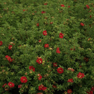 Pięciornik krzewiasty Red Lady Potentilla fruticosa