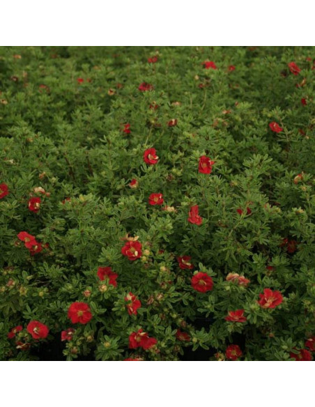 Pięciornik krzewiasty Red Lady Potentilla fruticosa
