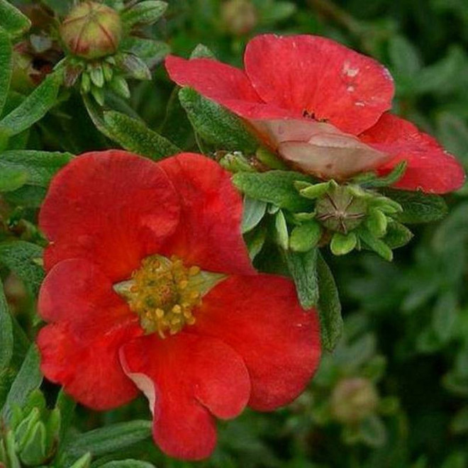 Red Lady Potentilla fruticosa Pięciornik krzewiasty