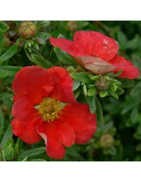 Red Lady Potentilla fruticosa Pięciornik krzewiasty