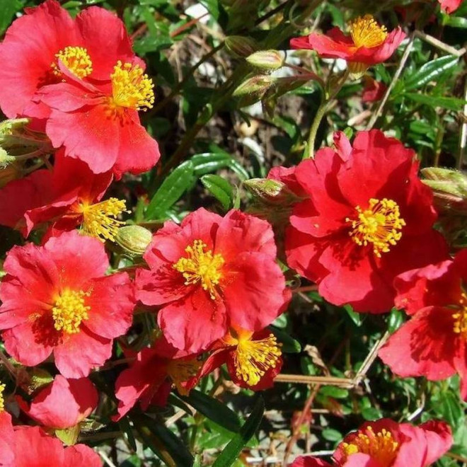 Pięciornik krzewiasty Red Jocker Potentilla fruticosa