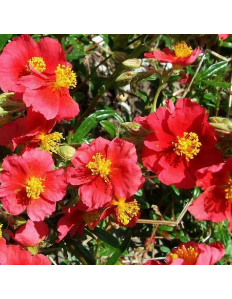 Pięciornik krzewiasty Red Jocker Potentilla fruticosa