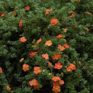 Pięciornik krzewiasty Red Jocker Potentilla fruticosa 2