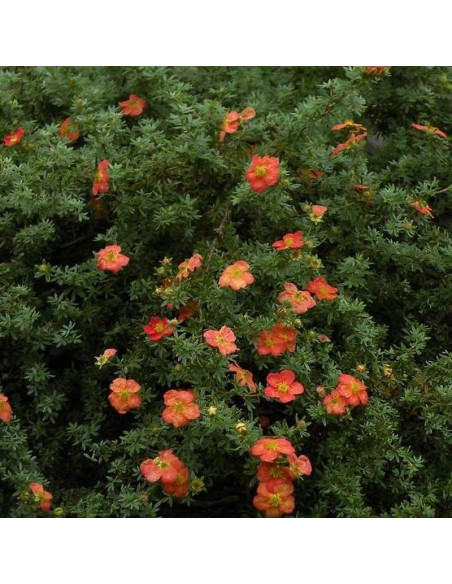 Red Jocker Potentilla fruticosa Pięciornik krzewiasty