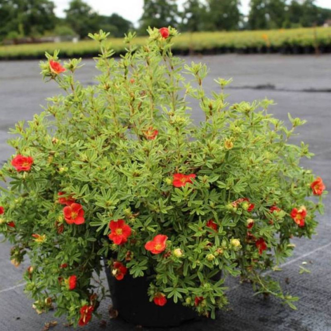 Pięciornik krzewiasty Red Ace Potentilla fruticosa