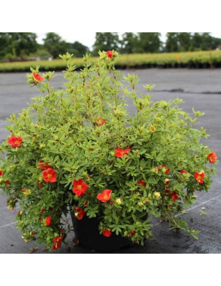 Pięciornik krzewiasty Red Ace Potentilla fruticosa