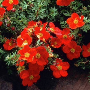 Red Ace Potentilla fruticosa Pięciornik krzewiasty