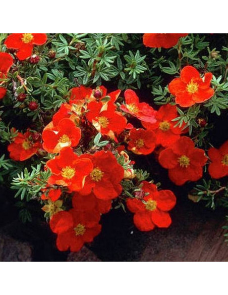 Red Ace Potentilla fruticosa Pięciornik krzewiasty