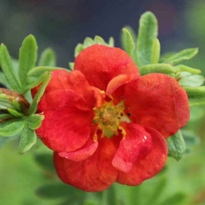 Potentilla fruticosa Pięciornik krzewiasty Red Ace
