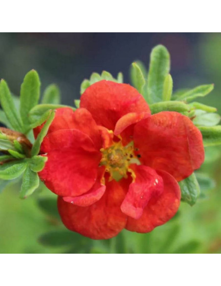Potentilla fruticosa Pięciornik krzewiasty Red Ace
