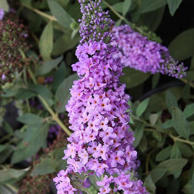 Budleja Lilac Chip PBR Buddleja