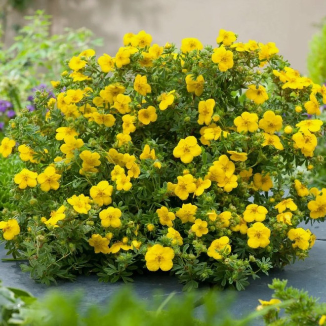 Pięciornik krzewiasty Goldstar Potentilla fruticosa