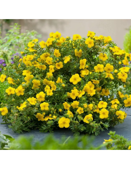Pięciornik krzewiasty Goldstar Potentilla fruticosa