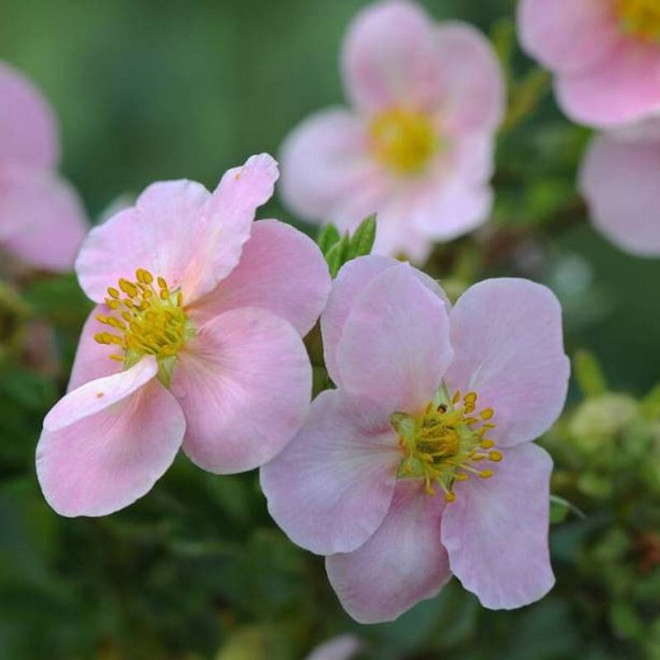 Pięciornik krzewiasty Princess Blink Potentilla fruticosa Pink Queen