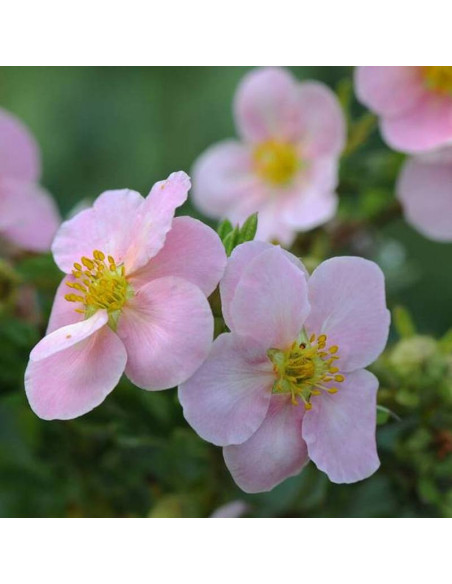 Pięciornik krzewiasty Princess Blink Potentilla fruticosa Pink Queen