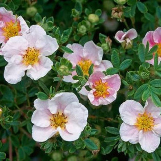 Princess Blink Potentilla fruticosa Pink Queen Pięciornik krzewiasty