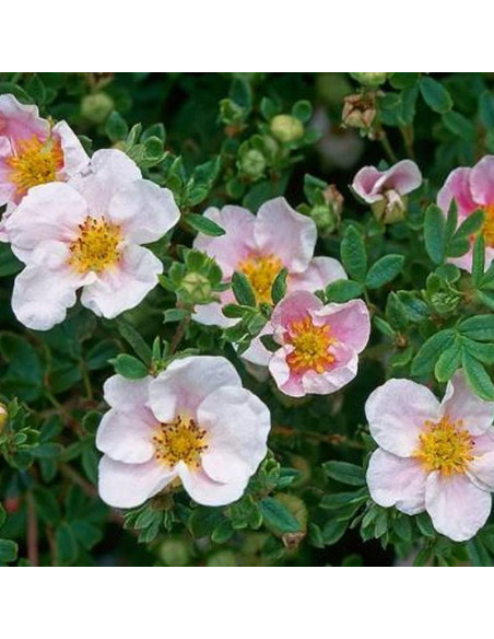 Princess Blink Potentilla fruticosa Pink Queen Pięciornik krzewiasty